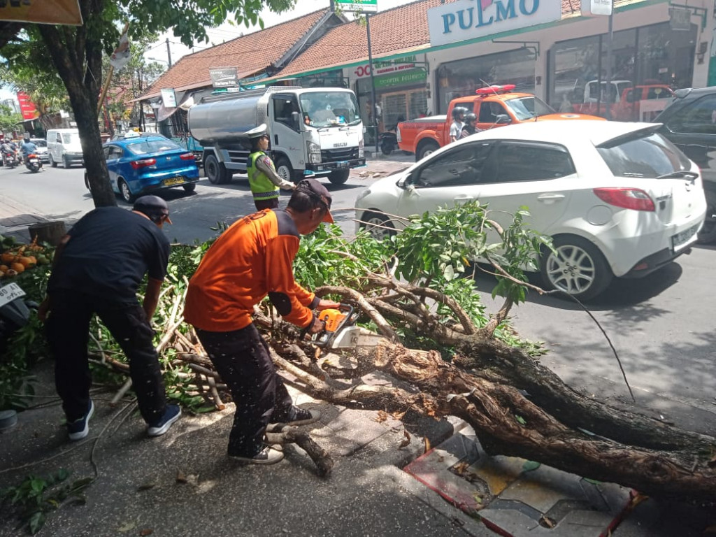 Pohon Tumbang di Banjar Anyar, Kelurahan Kerobokan, Kecamatan Kuta Utara Tanggal 13 November 2023
